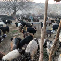 شیر ماست دوغ محلی