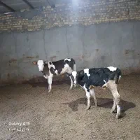 دو راس گوساله نر سمینتال وهولشتاین جنس