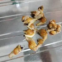 حلزون دوتابخر یکی هدیه ببر