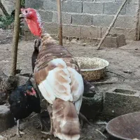 بوقلمون نروماده