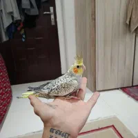 عروس هلندی دستی تپل