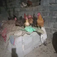 مرغ