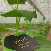 کارشناس ارشد گیاهپزشکی (کشاورزی)