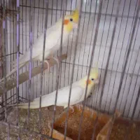 باسلام چندجفت پرنده به فروش میرسد