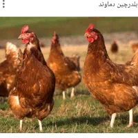 کشتار و ارسال