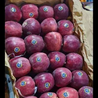 همکار برای شیفت شب