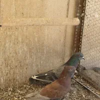 کبوتر کفتر