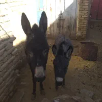 دوعدد‌الاغ‌باب‌گله‌داری