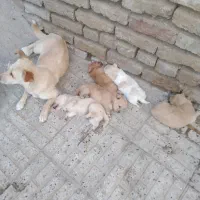 سگ پاکوتاه پامروشیتزو