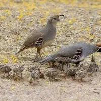 بلدرچین کالیفرنیا