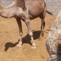 شتر فروشی
