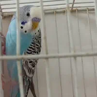 یک جفت مرغ عشق مولد با لانه