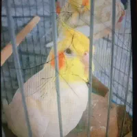 عروس هلندی گمشده