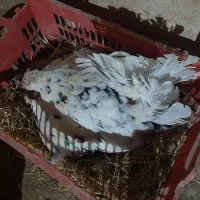 مرغ کرچ دارم تخم غاز