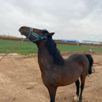 اسب