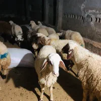 بره