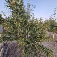 باغچه-بادام-مناسب-برای-سرمایه-گذاری