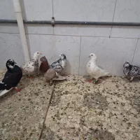 فروش کبوتر دونه ای ۲۰۰