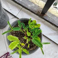 گل قهر و آشتی (گل های زینتی)