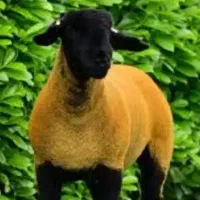 گوسفندزنده
