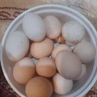 تخم مرغ،کود کفتر موجود هست