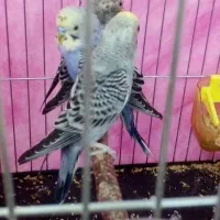 قناری عروس کوتوله مرغ عشق فنچ سهره