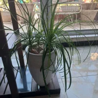شلف چوبی وسه عدد گلدان