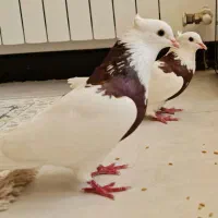 نر و ماده طوق قرمز درجه یک مهر