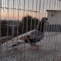 کبوتر مسافتی