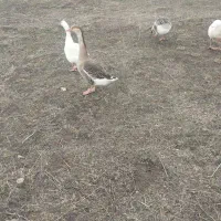 غاز محلی در روستا