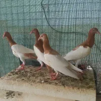 یهودی زرد شتری