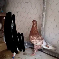 ۴۰۰۰۰۰۰