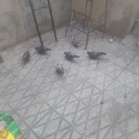 کفتر پلاکی مسافت بلند
