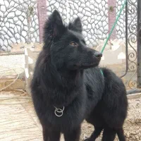 سگ ژرمن بلک ماده شولاین