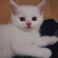 بچه گربه|گربه|اسفراین, |دیوار
