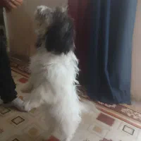 یه سگ خونگی 4ماهه
