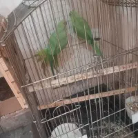 جفت طوطی ملنگو مولد درجه یک معاوضه با طوطی