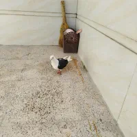 کبوتر ماده شونی به قیمت تهرانی