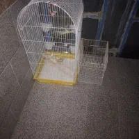 دو عدد قفس