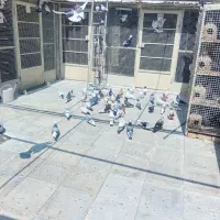 کفتر|پرنده|آبسرد, |دیوار