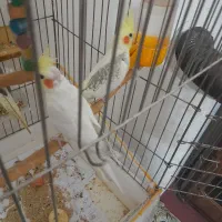 یه جفت عروس هلندی