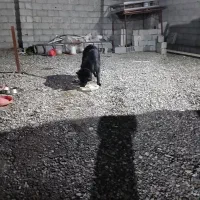 سگ ژرمن بلک اصیل مو متوسط