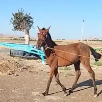 کره اسب نریان