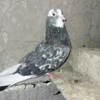 کفتر|پرنده|محمدشهر, شهرک پیام (مهرالبرز)|دیوار