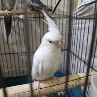 عروس هلندی ۵ تا