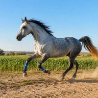 فروش فوق العاده اسب ماده کرد