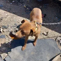 توله سگ پیتبول