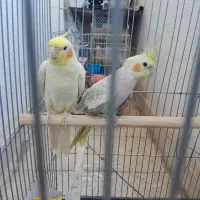 عروس هلندی