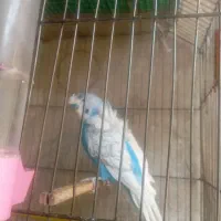 فروش یک عدد مرغ عشق نر مست پروانه ای کاکولی