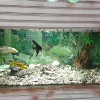 آکواریوم کلبه بزرگ